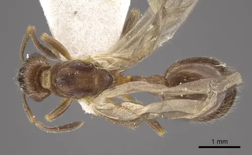 Formicoxenus nitidulus specimen CASENT0917701 image casent0917701_1