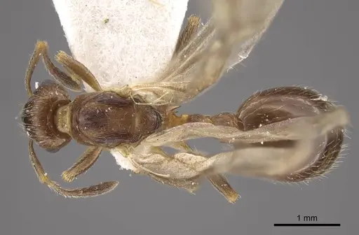 Formicoxenus nitidulus specimen CASENT0917701 image casent0917701_2