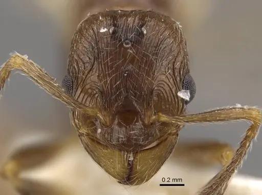 Formicoxenus nitidulus specimen CASENT0917701 image casent0917701_3