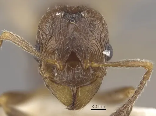 Formicoxenus nitidulus specimen CASENT0917701 image casent0917701_4