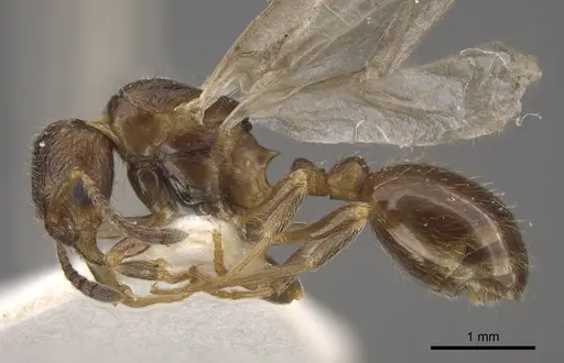 Formicoxenus nitidulus specimen CASENT0917701 image casent0917701_5