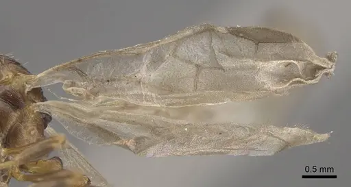Formicoxenus nitidulus specimen CASENT0917701 image casent0917701_6