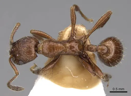 Formicoxenus nitidulus specimen CASENT0922782 image casent0922782_1