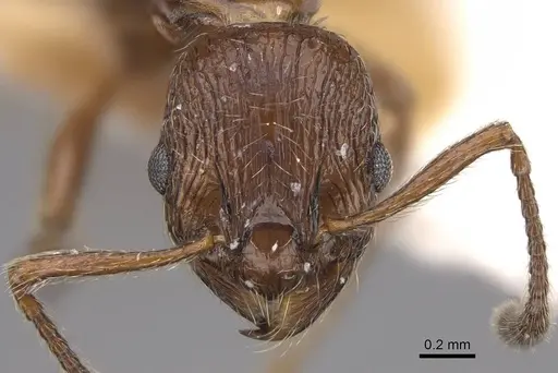 Formicoxenus nitidulus specimen CASENT0922782 image casent0922782_2