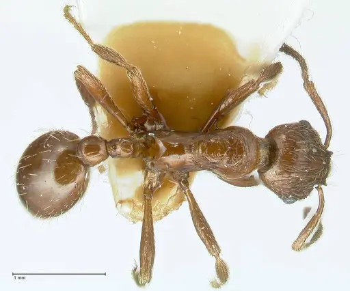 Formicoxenus nitidulus specimen FOCOL1829 image focol1829_1