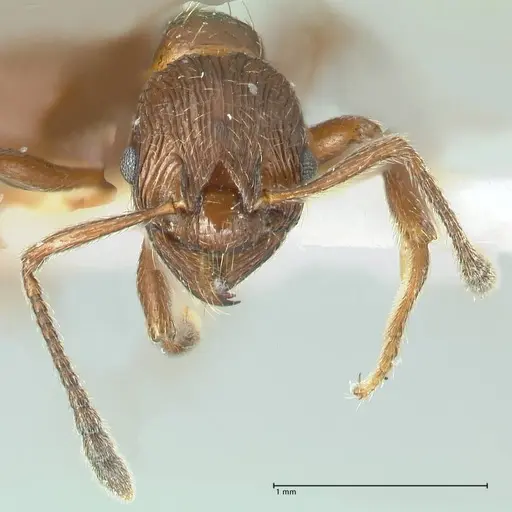 Formicoxenus nitidulus specimen FOCOL1829 image focol1829_2