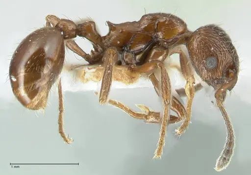 Formicoxenus nitidulus specimen FOCOL1829 image focol1829_3