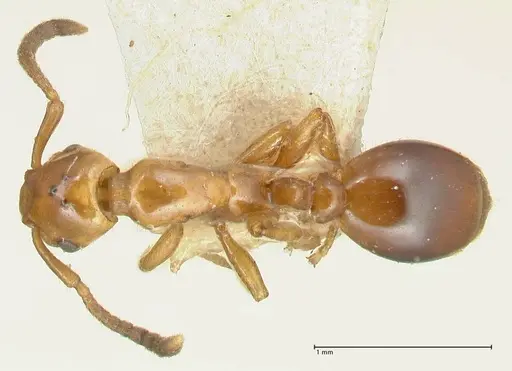 Formicoxenus nitidulus specimen FOCOL2046 image focol2046_1