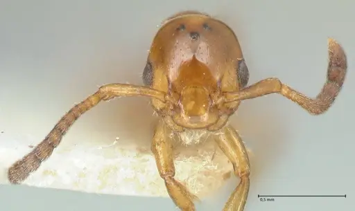 Formicoxenus nitidulus specimen FOCOL2046 image focol2046_2