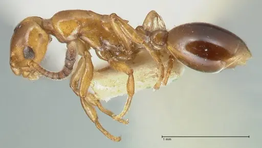 Formicoxenus nitidulus specimen FOCOL2046 image focol2046_3