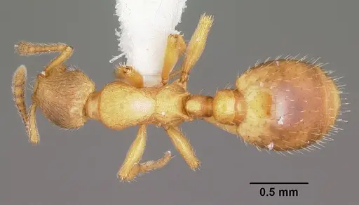 Formicoxenus provancheri specimen CASENT0104825 image casent0104825_1