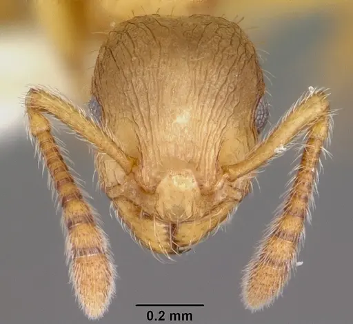 Formicoxenus provancheri specimen CASENT0104825 image casent0104825_2