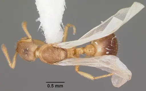 Formicoxenus provancheri specimen CASENT0104826 image casent0104826_1