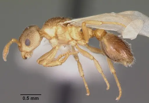 Formicoxenus provancheri specimen CASENT0104826 image casent0104826_3