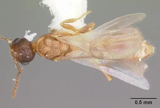 Formicoxenus provancheri specimen CASENT0104827 image casent0104827_1