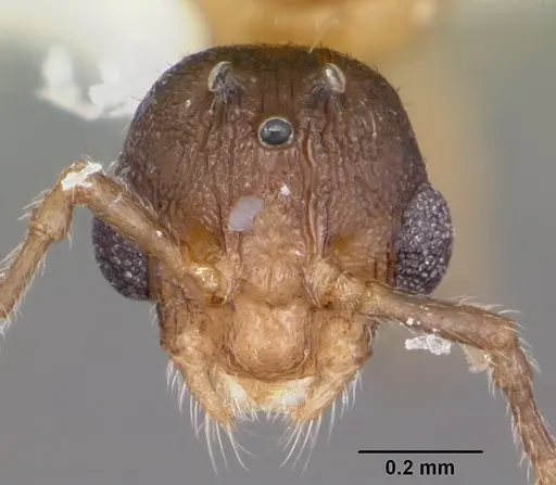Formicoxenus provancheri specimen CASENT0104827 image casent0104827_2