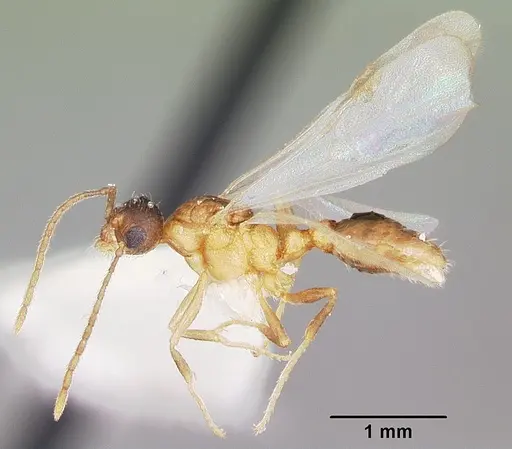 Formicoxenus provancheri specimen CASENT0104827 image casent0104827_4