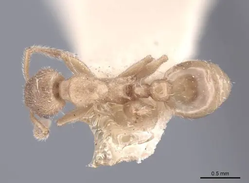 Formicoxenus provancheri specimen FMNHINS0000047957 image fmnhins0000047957_1