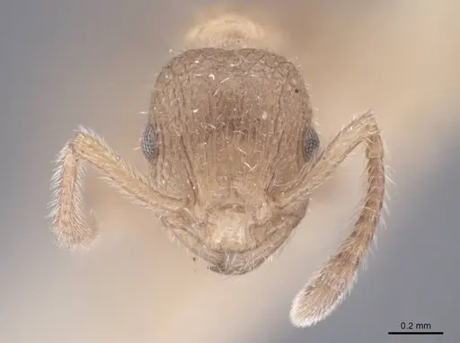 Formicoxenus provancheri specimen FMNHINS0000047957 image fmnhins0000047957_2
