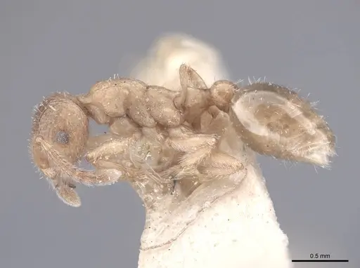 Formicoxenus provancheri specimen FMNHINS0000047957 image fmnhins0000047957_3