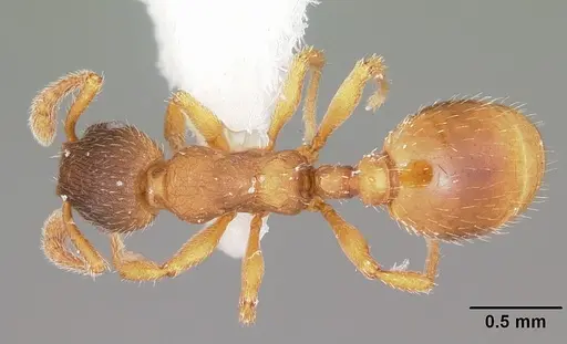 Formicoxenus quebecensis specimen CASENT0104822 image casent0104822_1