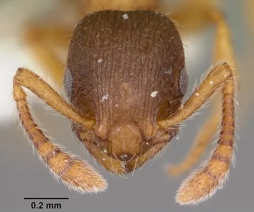 Formicoxenus quebecensis specimen CASENT0104822 image casent0104822_2