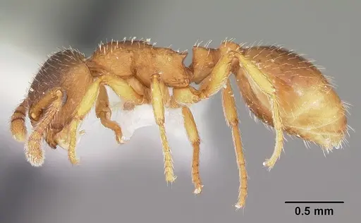 Formicoxenus quebecensis specimen CASENT0104822 image casent0104822_3