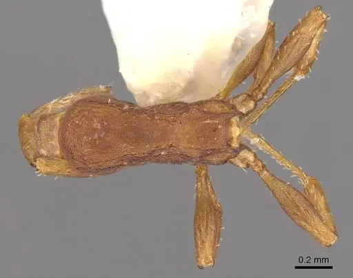 Formicoxenus sibiricus specimen CASENT0909066 image casent0909066_1