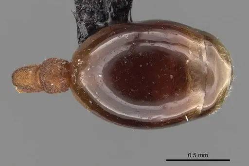 Formicoxenus sibiricus specimen CASENT0909066 image casent0909066_2