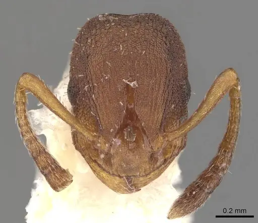 Formicoxenus sibiricus specimen CASENT0909066 image casent0909066_3
