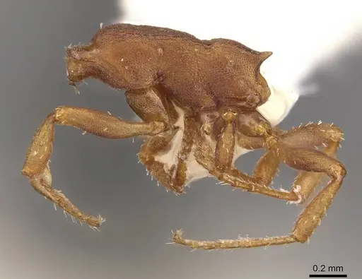 Formicoxenus sibiricus specimen CASENT0909066 image casent0909066_4