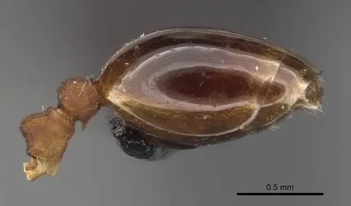Formicoxenus sibiricus specimen CASENT0909066 image casent0909066_5