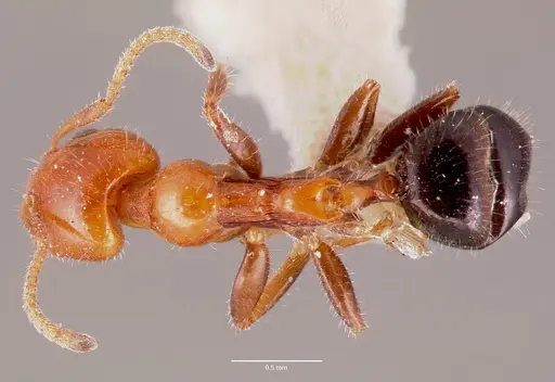 Froggattella kirbii specimen CASENT0006107 image casent0006107_1