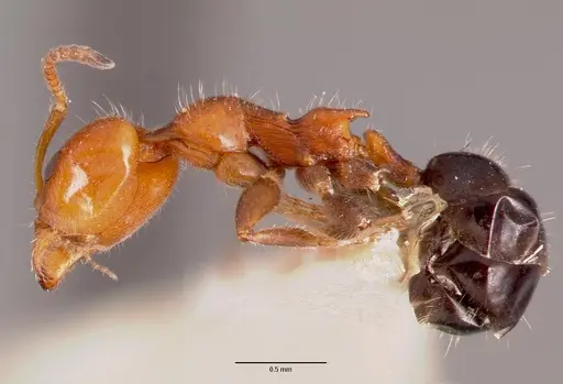 Froggattella kirbii specimen CASENT0006107 image casent0006107_3