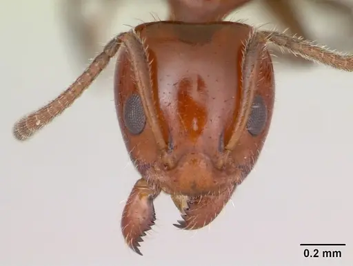 Froggattella kirbii specimen CASENT0009944 image casent0009944_2