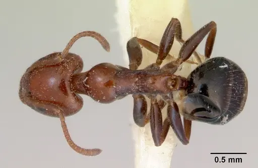 Froggattella kirbii specimen CASENT0172289 image casent0172289_1