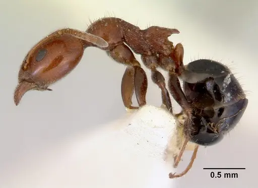 Froggattella kirbii specimen CASENT0172289 image casent0172289_3