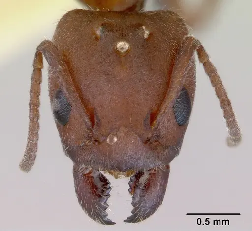Froggattella kirbii specimen CASENT0172290 image casent0172290_2