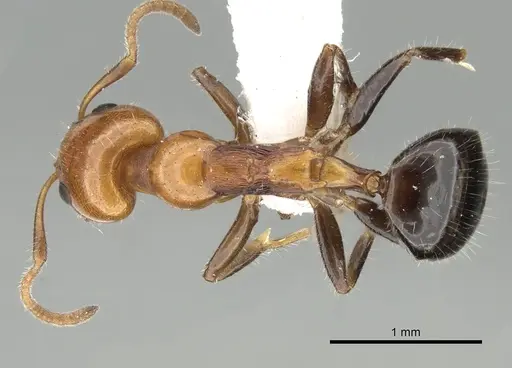 Froggattella kirbii specimen CASENT0249701 image casent0249701_1