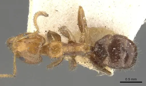 Froggattella kirbii specimen CASENT0902929 image casent0902929_1