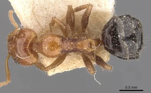 Froggattella kirbii specimen CASENT0907611 image casent0907611_1