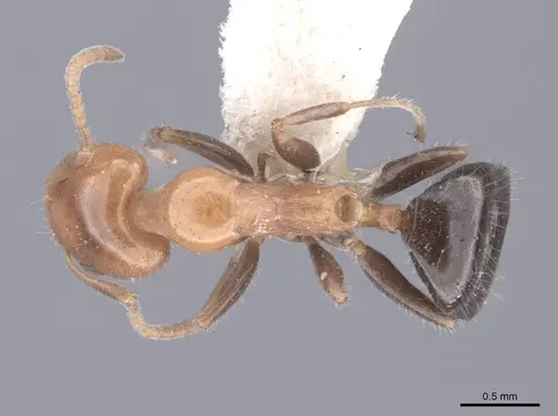 Froggattella kirbii specimen FMNHINS0000045176 image fmnhins0000045176_1