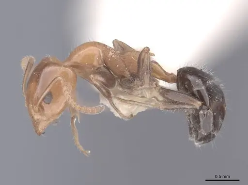 Froggattella kirbii specimen FMNHINS0000045176 image fmnhins0000045176_3