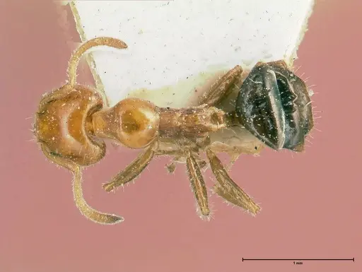 Froggattella kirbii specimen FOCOL0712 image focol0712_1