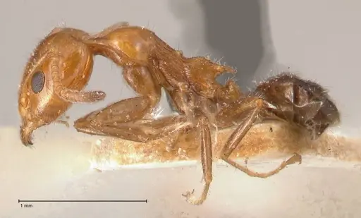 Froggattella kirbii specimen FOCOL0712 image focol0712_3