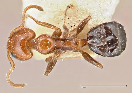 Froggattella kirbii specimen FOCOL2791 image focol2791_1