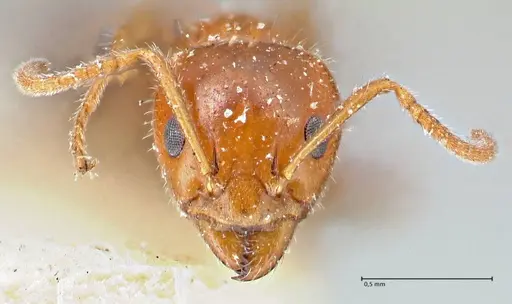 Froggattella kirbii specimen FOCOL2791 image focol2791_2