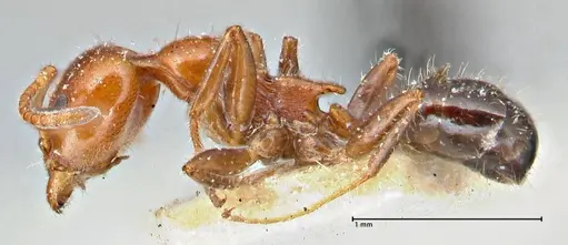 Froggattella kirbii specimen FOCOL2791 image focol2791_3