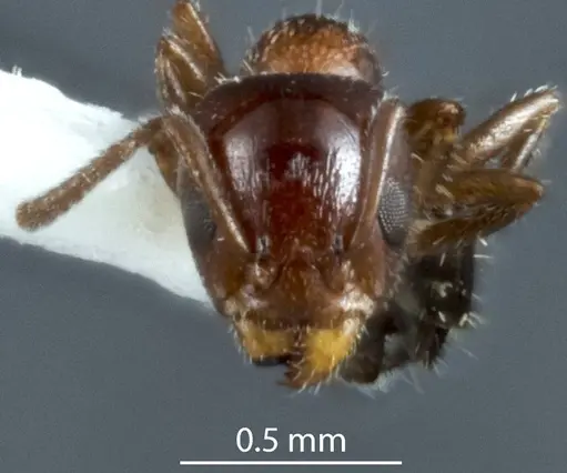 Froggattella latispina specimen JDM32-000175 image jdm32-000175_2