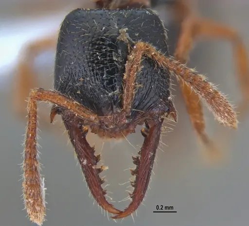 Fulakora agostii specimen ANTWEB1047717 image antweb1047717_1